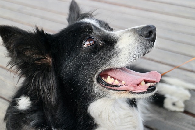 Herding Dog Breeds