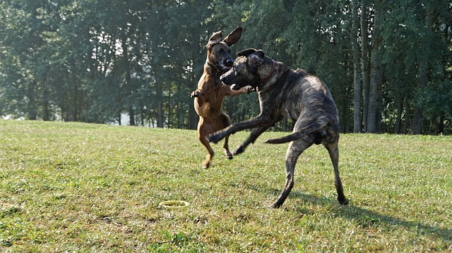 hound dog breeds