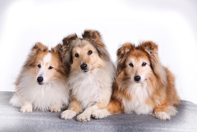 Herding Dog Breeds