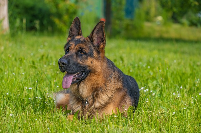 Herding Dog Breeds