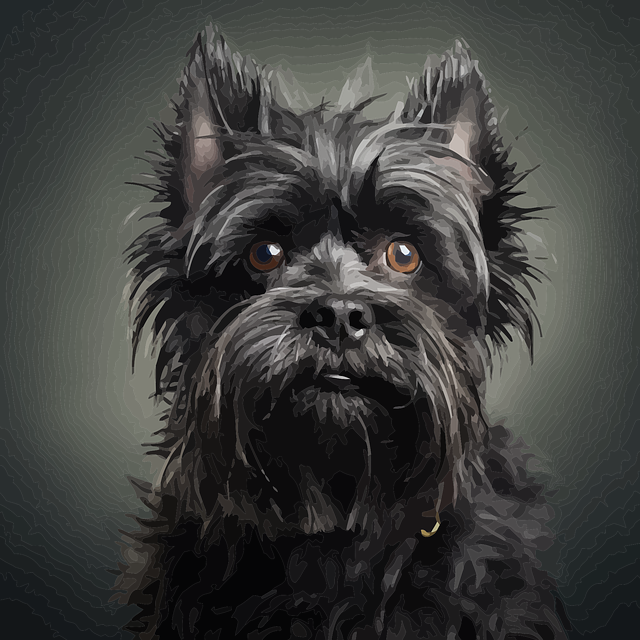 Affenpinscher Dog