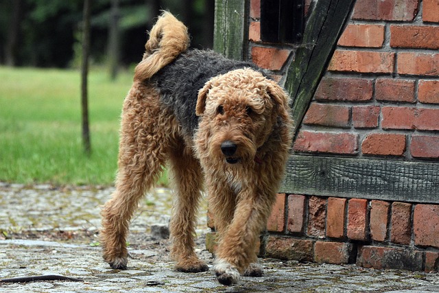 Airedale Terrier Dog Breeds