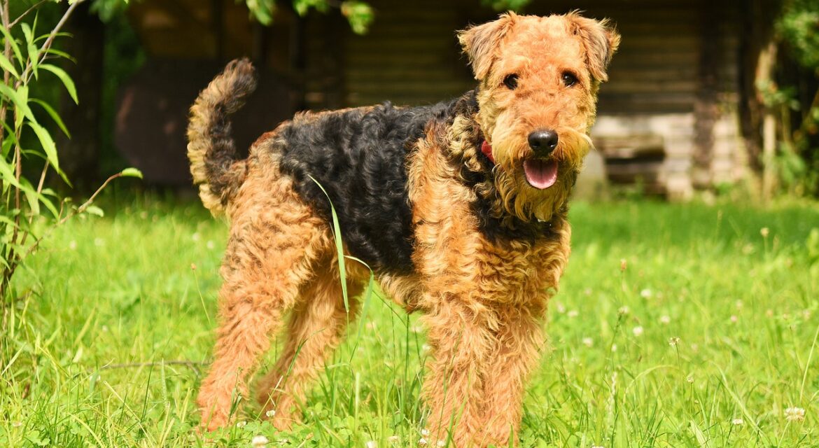 Airedale Terrier