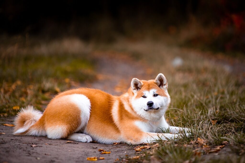 Akita Dog