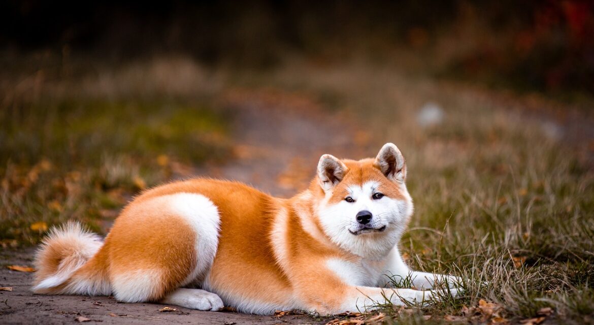 Akita Dog