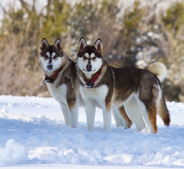 Alaskan Malamute