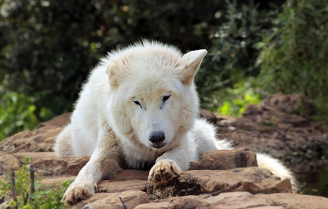 Alaskan Malamute