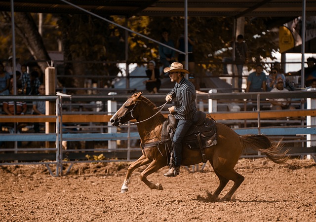 American Quarter Horse