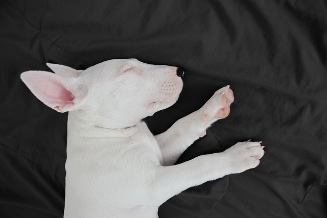 Bull Terrier breed