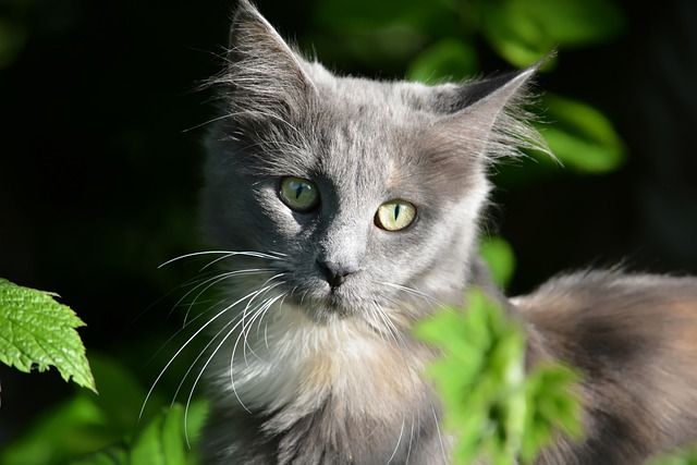 Maine Coon