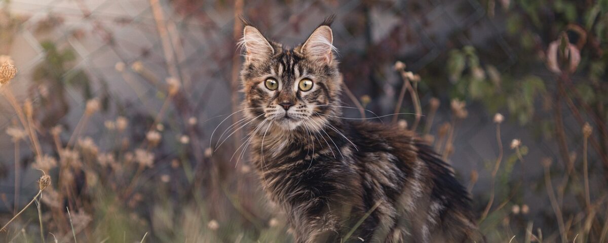 Maine Coon Cute Cats
