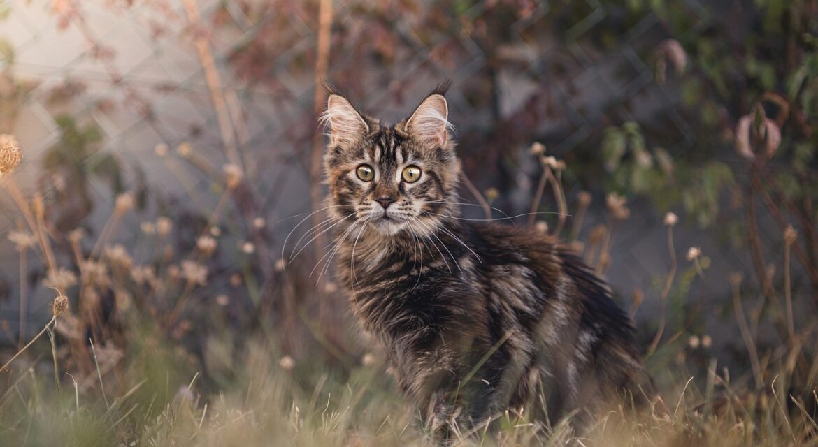 Maine Coon Cute Cats