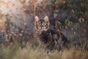 Maine Coon Cute Cats