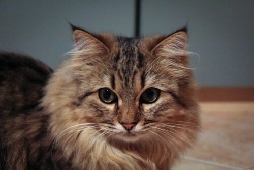 Maine Coon Persian cats