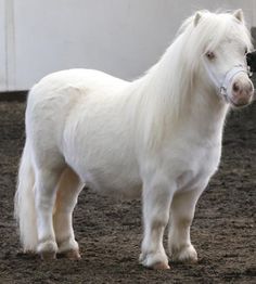 Miniature horse