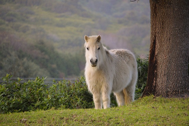 Miniature horse