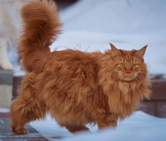Munchkin Persian cats
