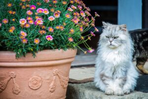 Persian Cats