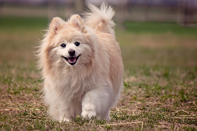 Pomeranian toy dog breeds