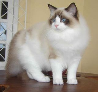 Ragdoll Persian cats