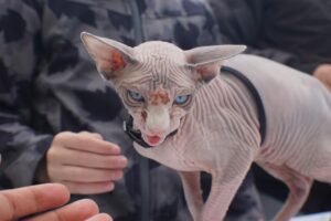 Sphynx Cute Cats