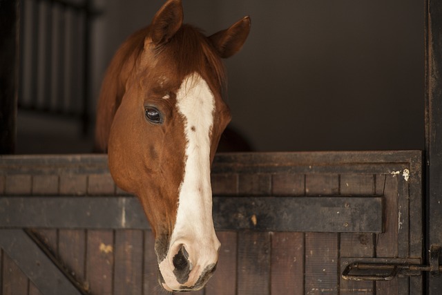 Thoroughbred Horses