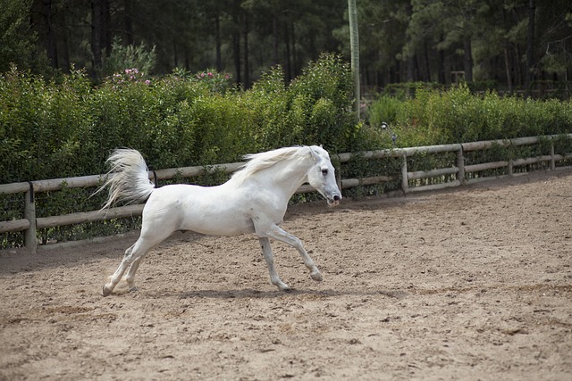 Thoroughbred Horse