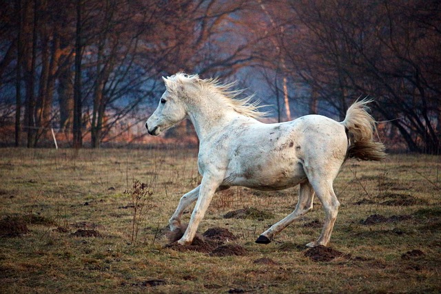 Thoroughbred Breeding