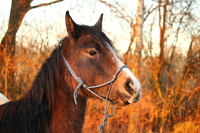 Thoroughbred Health and Care