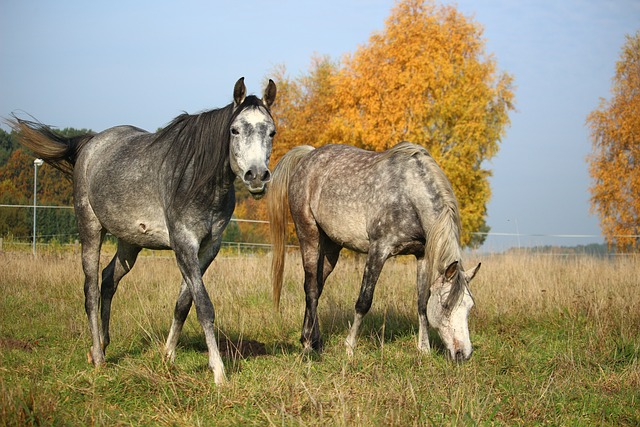 Thoroughbred Breeding