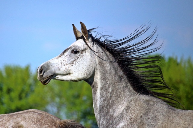 Thoroughbred Health and Care