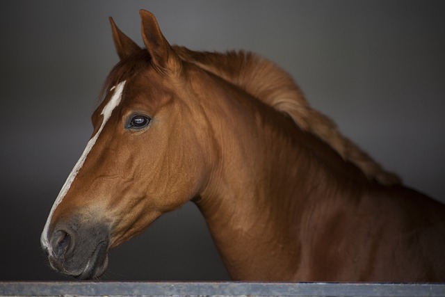 Thoroughbred Bloodlines