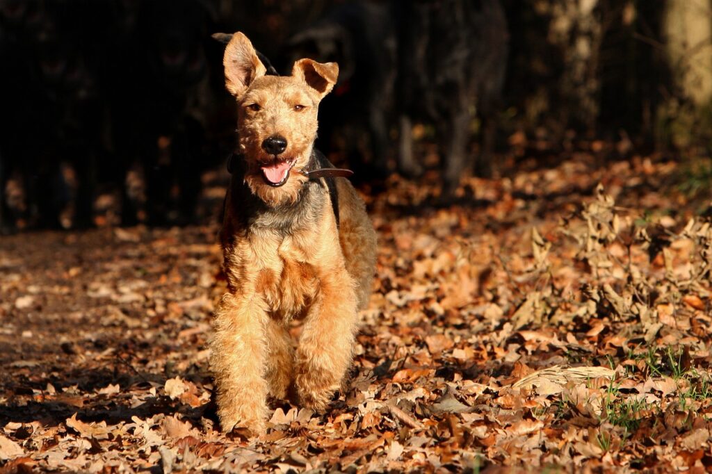 Airedale Terrier