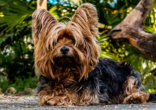 Yorkshire Terrier breed