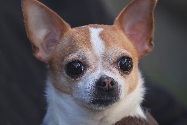Chihuahua toy dog breeds
