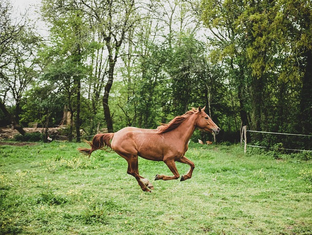 Horse Racing