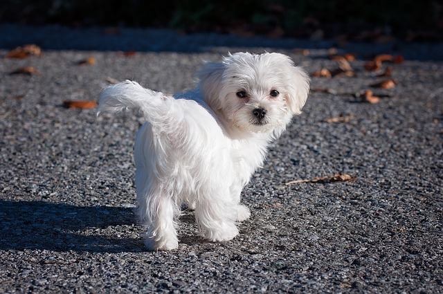 Maltese toy dog breeds