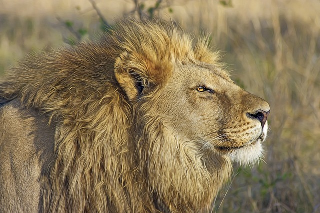 lion breeding season