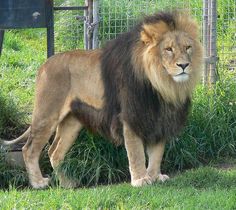lion breeding season