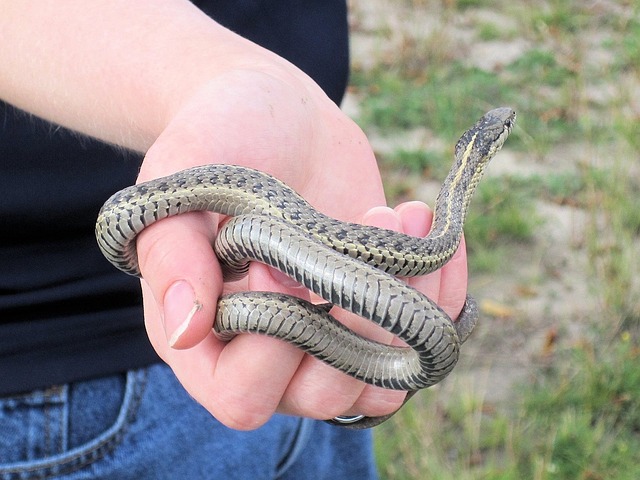 Garter Snakes