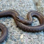 Garter Snakes