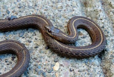 Garter Snakes