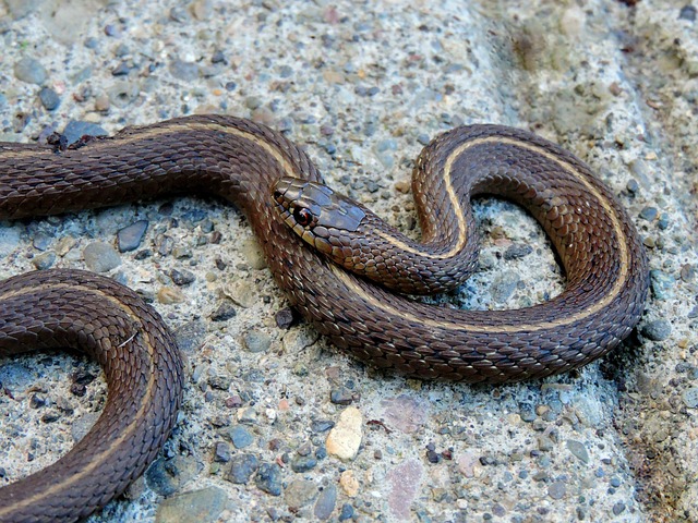 Garter Snakes