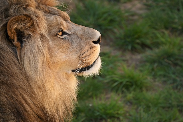 lion breeding season