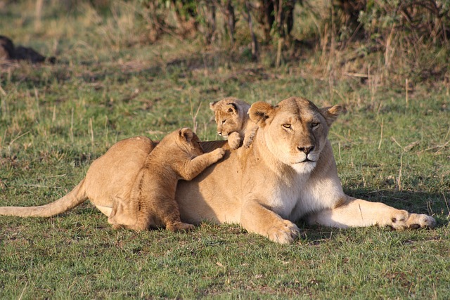 Lion Breed Types