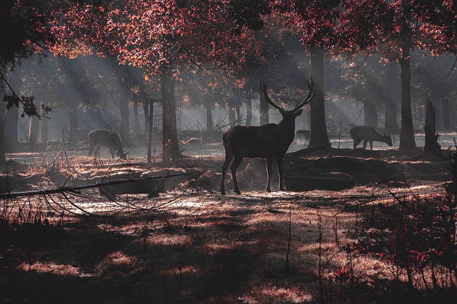 Relationship Between Deer and Snakes