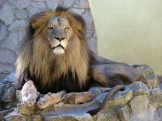 Lion Breed Types
