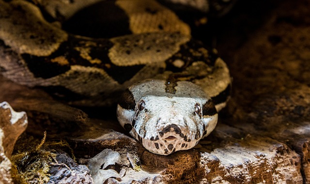 Relationship Between Deer and Snakes