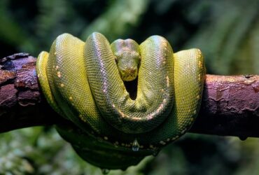 Relationship Between Deer and Snakes