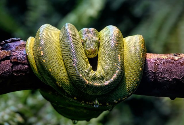 Relationship Between Deer and Snakes